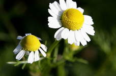 512px-Chamomile@original_size